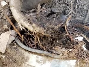 Roots that grew into the sewer pipe